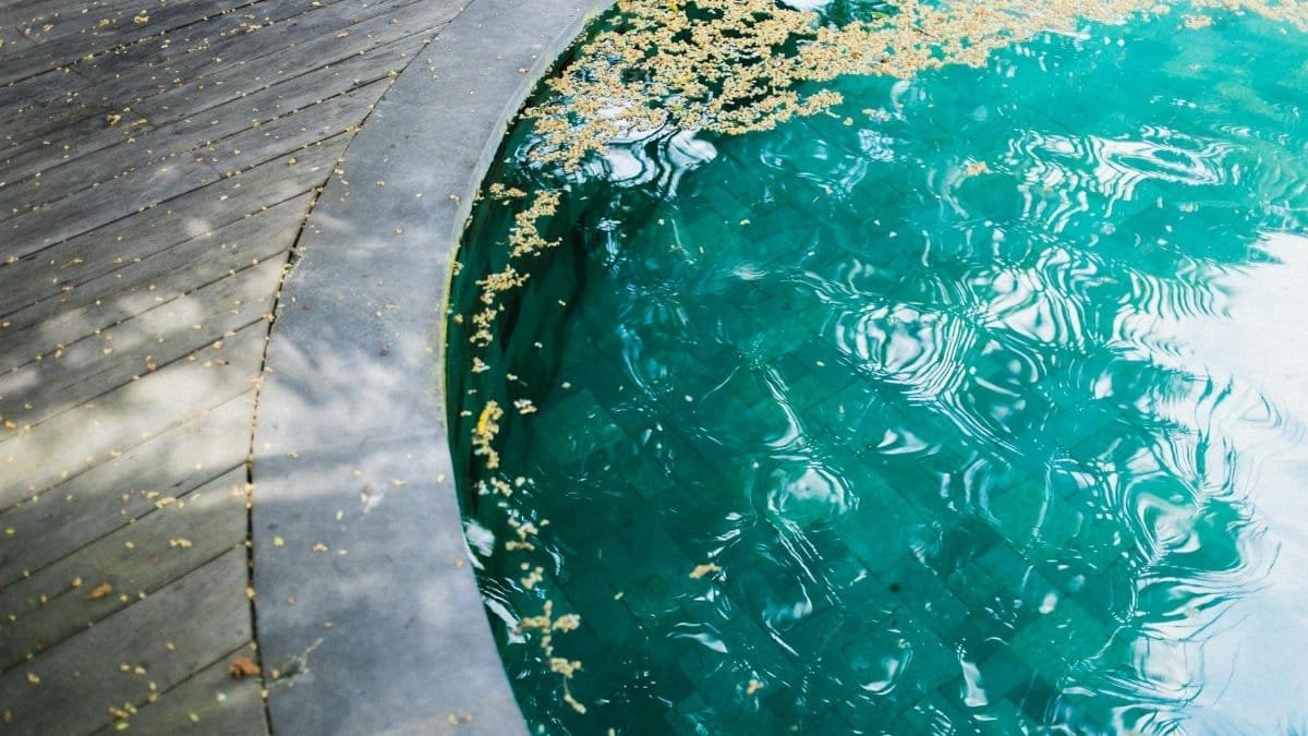 Calm tropical pool with leaves floating on turquoise water and wooden decking.