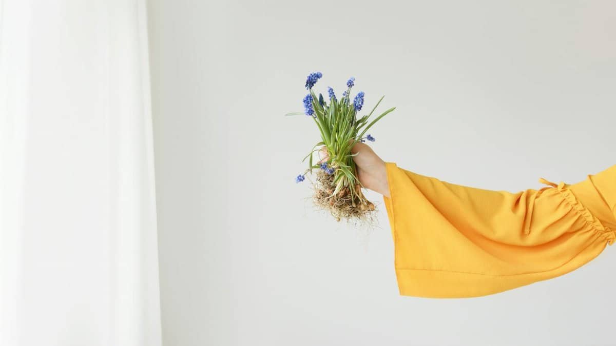 A hand in a yellow sleeve holds a grape hyacinth plant with roots exposed against a white backdrop.