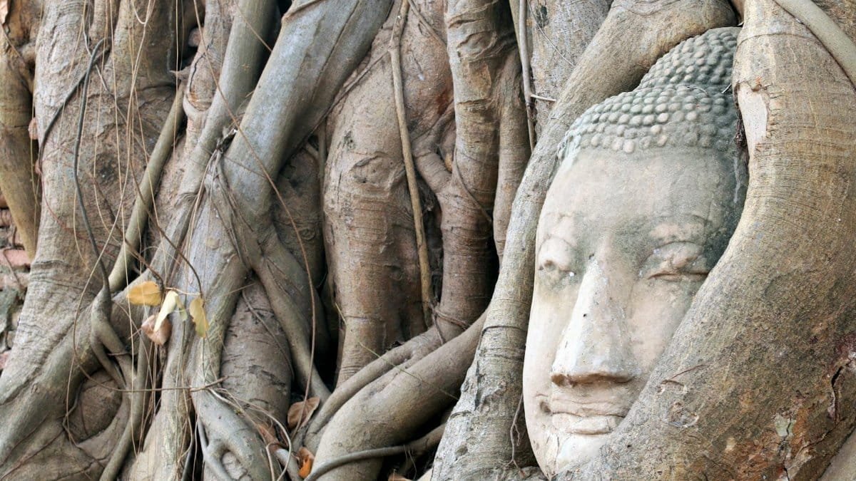 Buddha head embraced by tree roots at Ayutthaya Historical Park, Thailand.