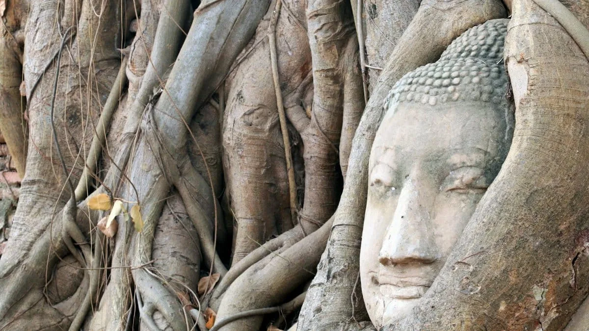 Buddha head embraced by tree roots at Ayutthaya Historical Park, Thailand.
