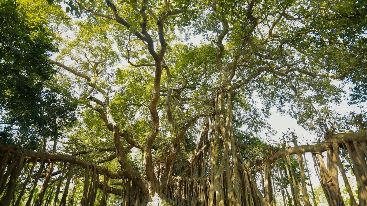 Wide-angle view of a majestic banyan tree with sprawling roots and dense foliage in a sunny outdoor setting.