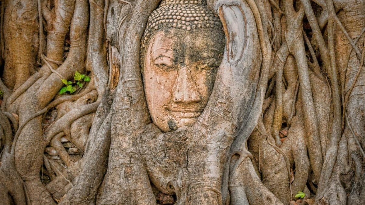 Historic Buddha head encased in tree roots at Wat Mahathat, Ayutthaya, Thailand.