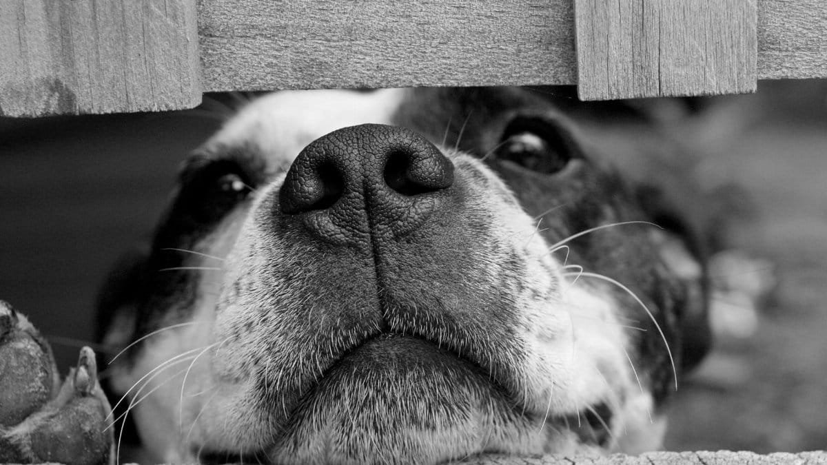 Adorable dog peeking through a wooden fence in black and white close-up.