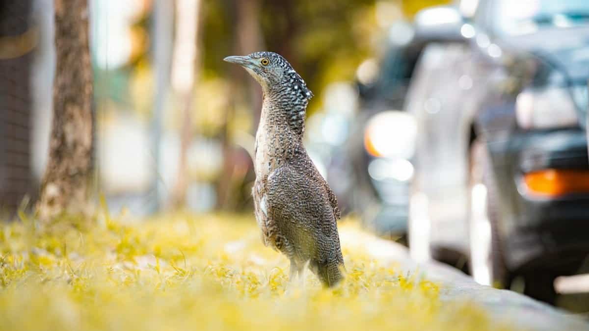 A Malayan Night Heron stands on a sunlit urban street, showcasing its unique plumage.