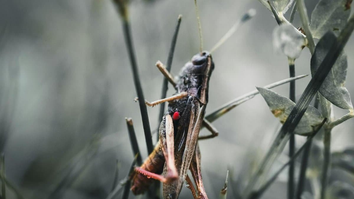 Detailed close-up of a grasshopper perched on grass, showcasing nature's intricate design.
