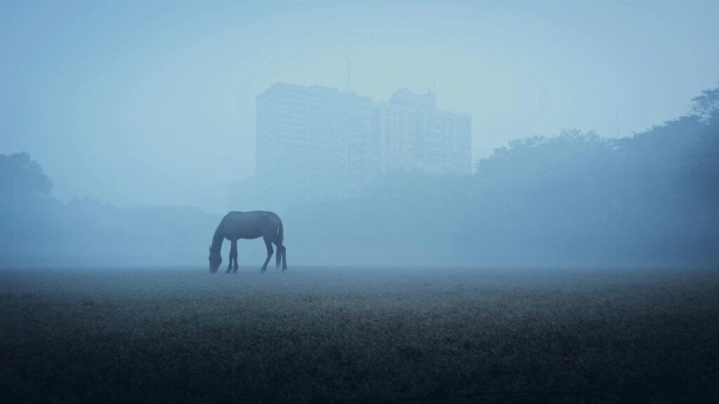 A lone horse grazes in a misty field with an urban skyline in the background, creating a calm rural atmosphere.