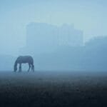A lone horse grazes in a misty field with an urban skyline in the background, creating a calm rural atmosphere.