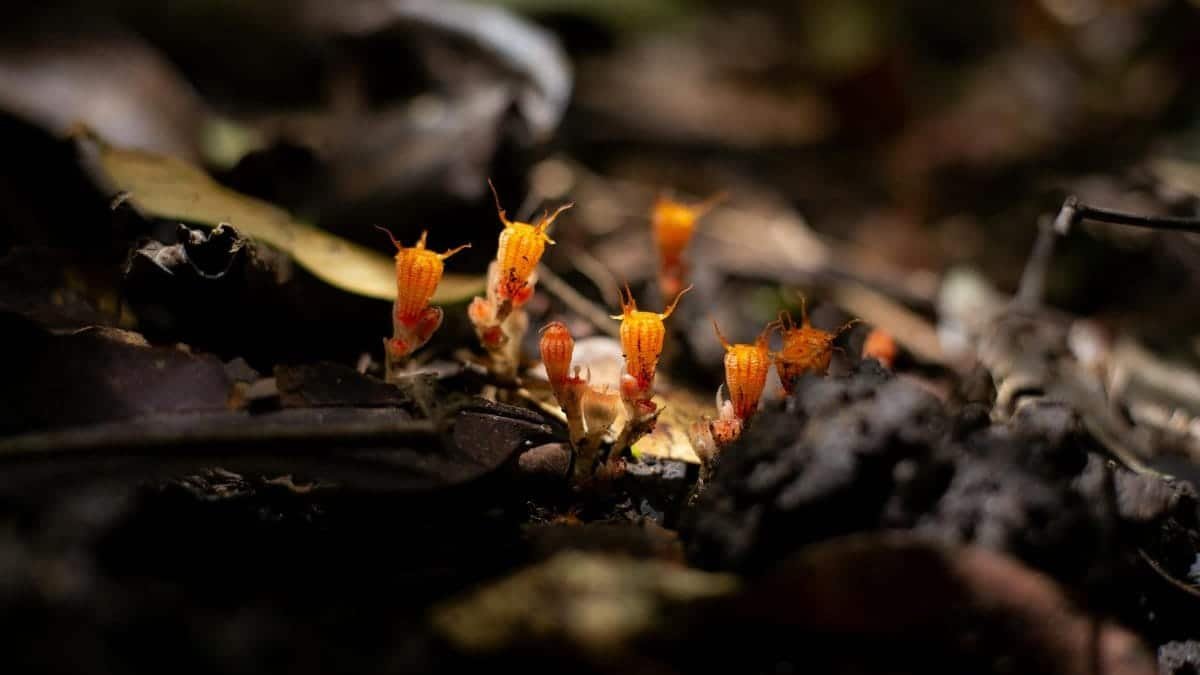 Close-up of bright orange fungi growing on forest floor, showcasing nature's intricate details.