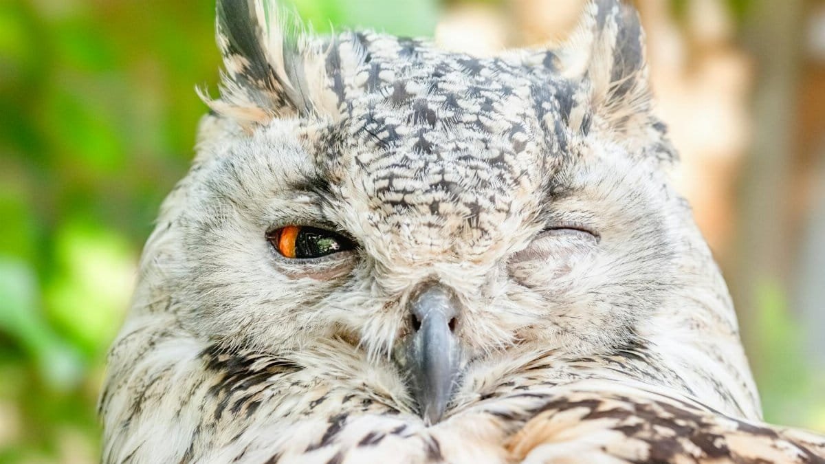 Detailed close-up of a Eurasian Eagle Owl winking, showcasing its feathers and vivid eye.