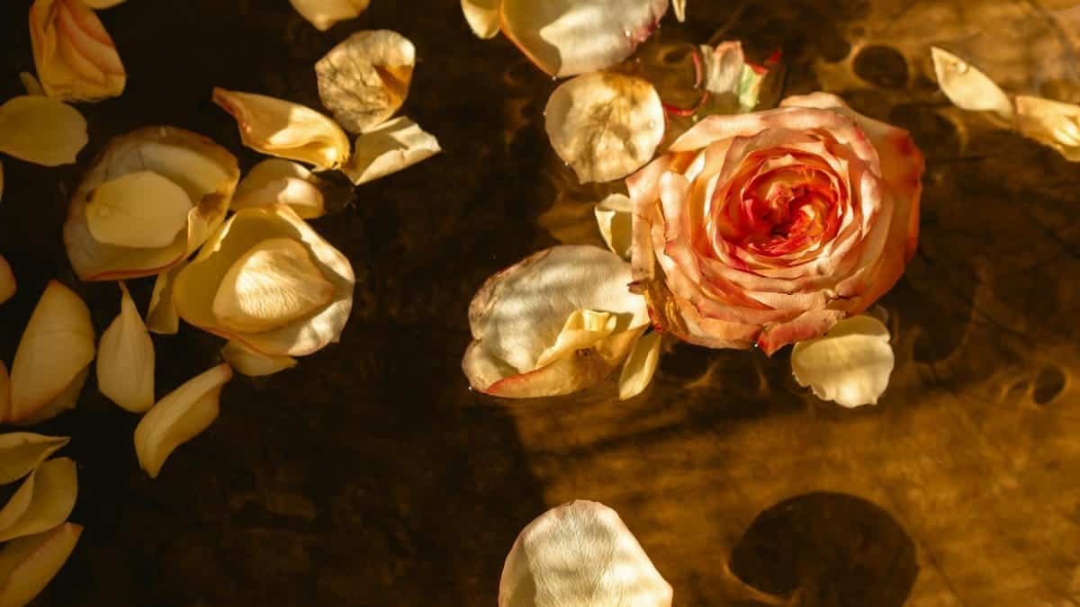 Delicate rose petals drifting in water create a serene and artistic visual.