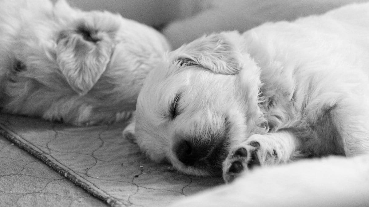 A peaceful black and white close-up of sleeping puppies on a soft surface.