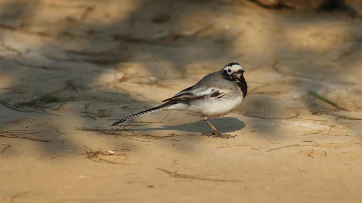 Pied Wagtail captured walking on sandy terrain under sunlight, showcasing natural habitat.