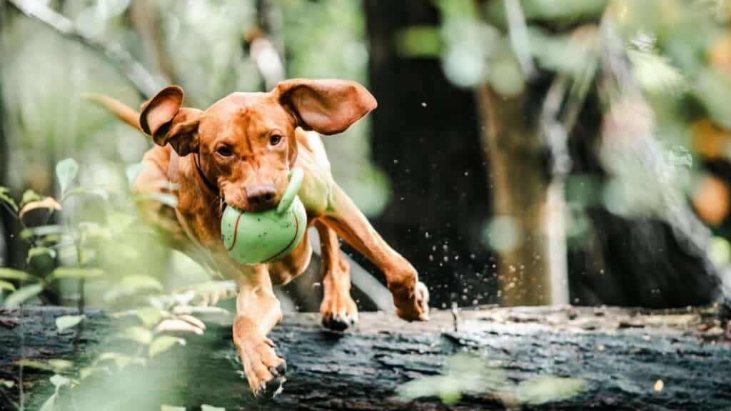Brown Vizsla dog energetically jumping over a log with a toy ball in a lush forest.