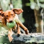 Brown Vizsla dog energetically jumping over a log with a toy ball in a lush forest.