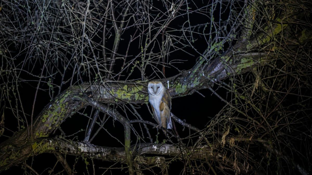 A barn owl sitting on a tree branch amidst tangled branches during nighttime.