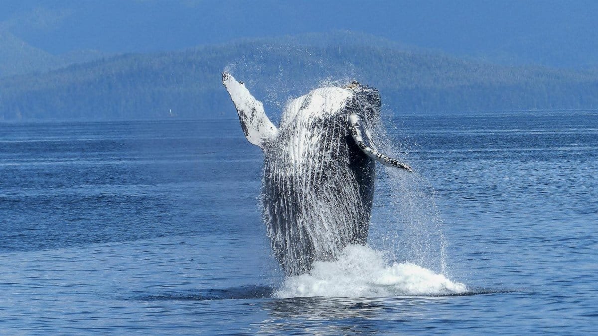 A stunning capture of a humpback whale breaching the ocean surface with mountains in the background.
