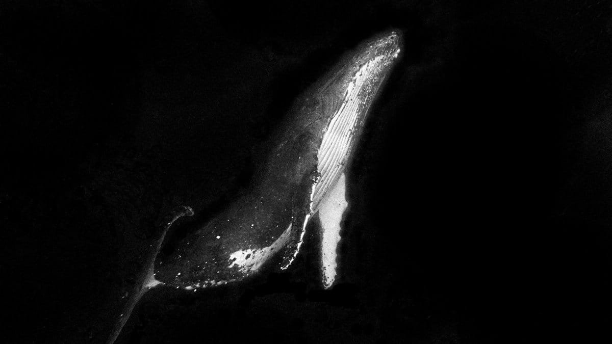 Stunning black and white image of a humpback whale swimming gracefully underwater in Tonga.