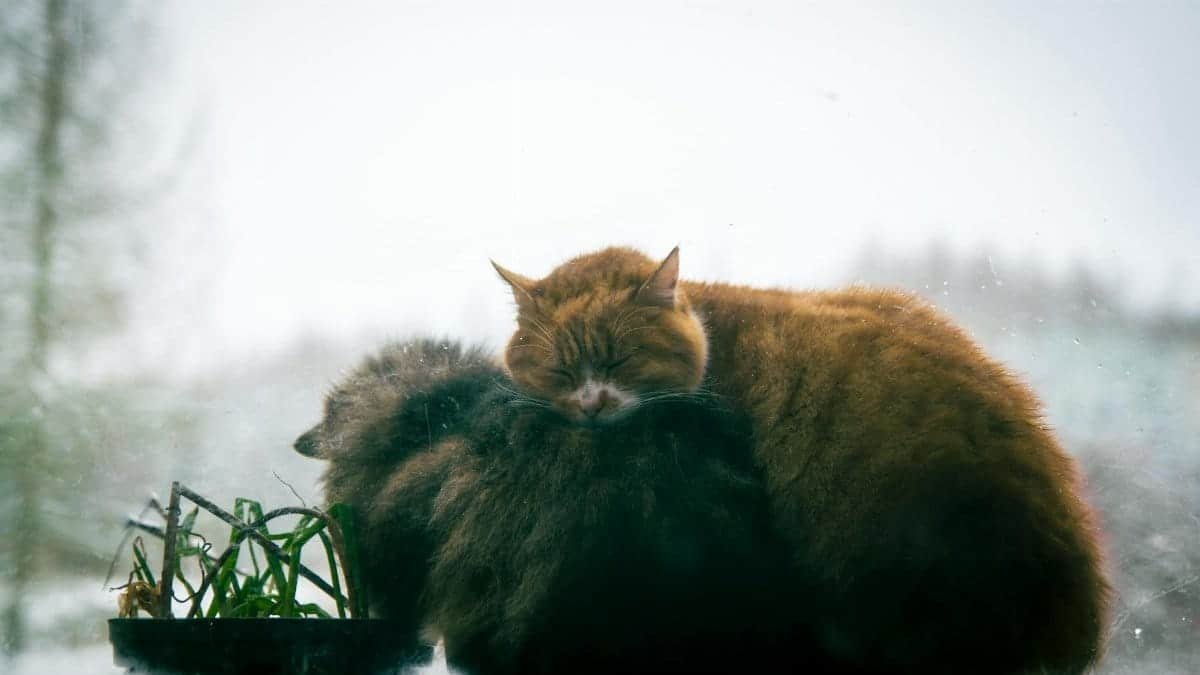 Two cats cuddle on a windowsill indoors, creating a warm winter scene.