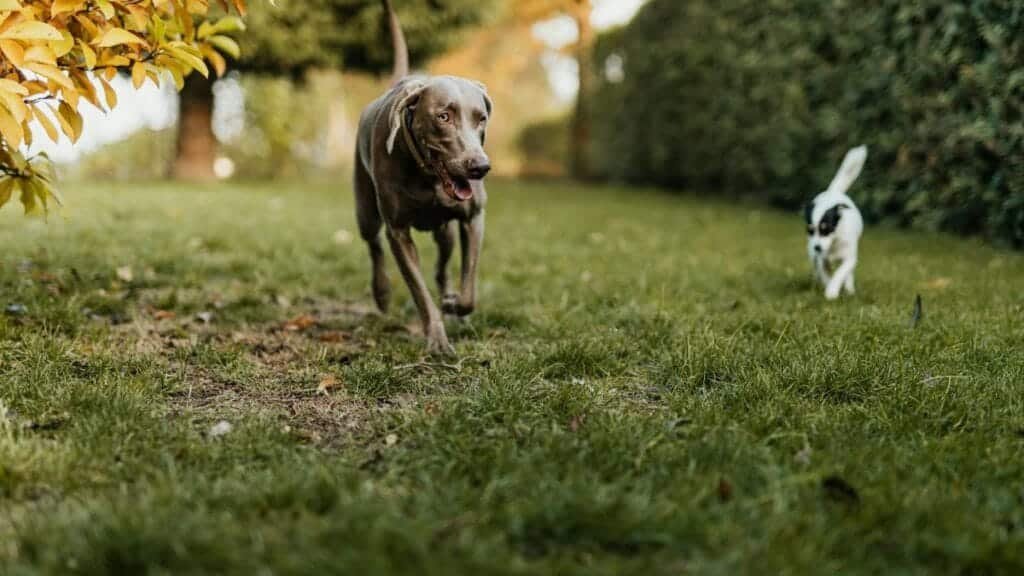 Weimaraner and Terrier dogs playing on a grassy field surrounded by autumn foliage.