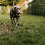 Weimaraner and Terrier dogs playing on a grassy field surrounded by autumn foliage.