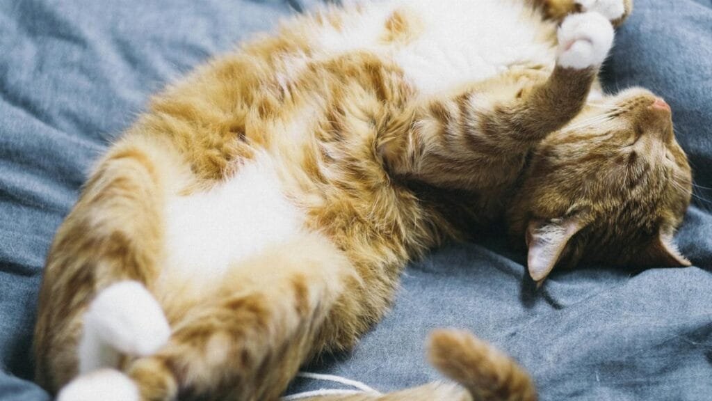 A cute tabby cat peacefully sleeping on a bed indoors, emphasizing relaxation and comfort.