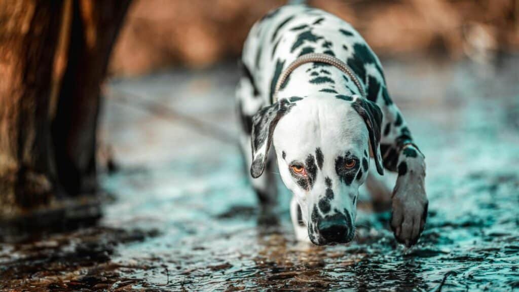 A Dalmatian dog cautiously exploring a wet outdoor area, close-up capture.