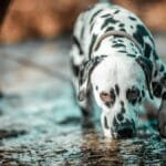 A Dalmatian dog cautiously exploring a wet outdoor area, close-up capture.