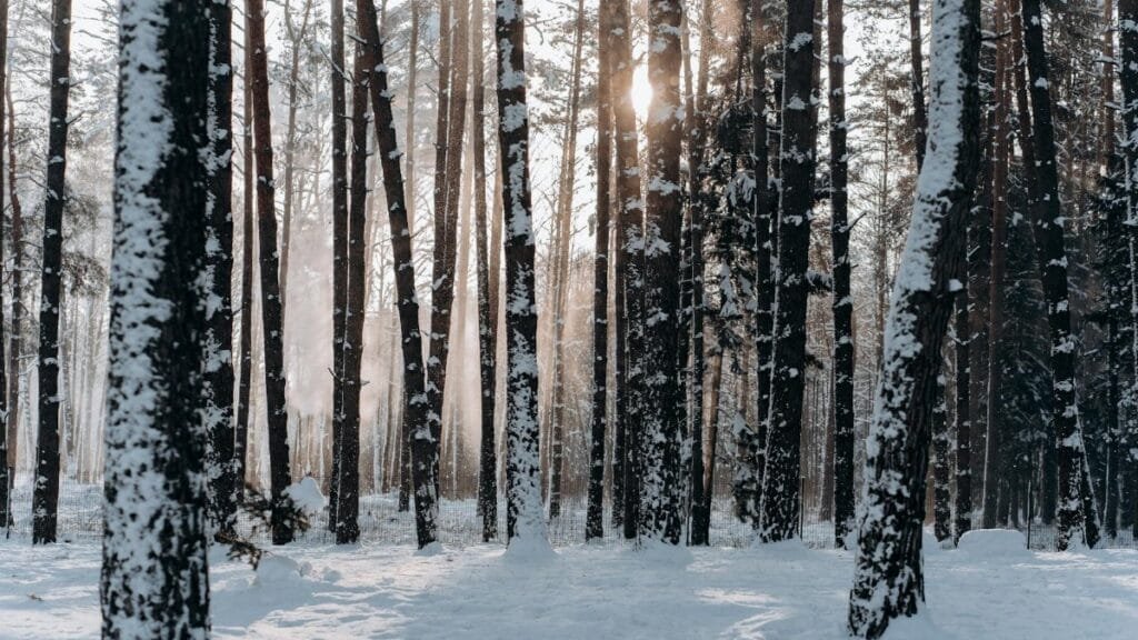 A tranquil snowy forest in Minsk, Belarus with sunlight filtering through the trees. Perfect winter scenery.