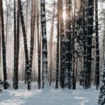 A tranquil snowy forest in Minsk, Belarus with sunlight filtering through the trees. Perfect winter scenery.