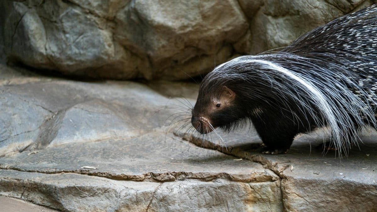 A detailed image of a porcupine walking on a rocky surface, showcasing its unique quills.