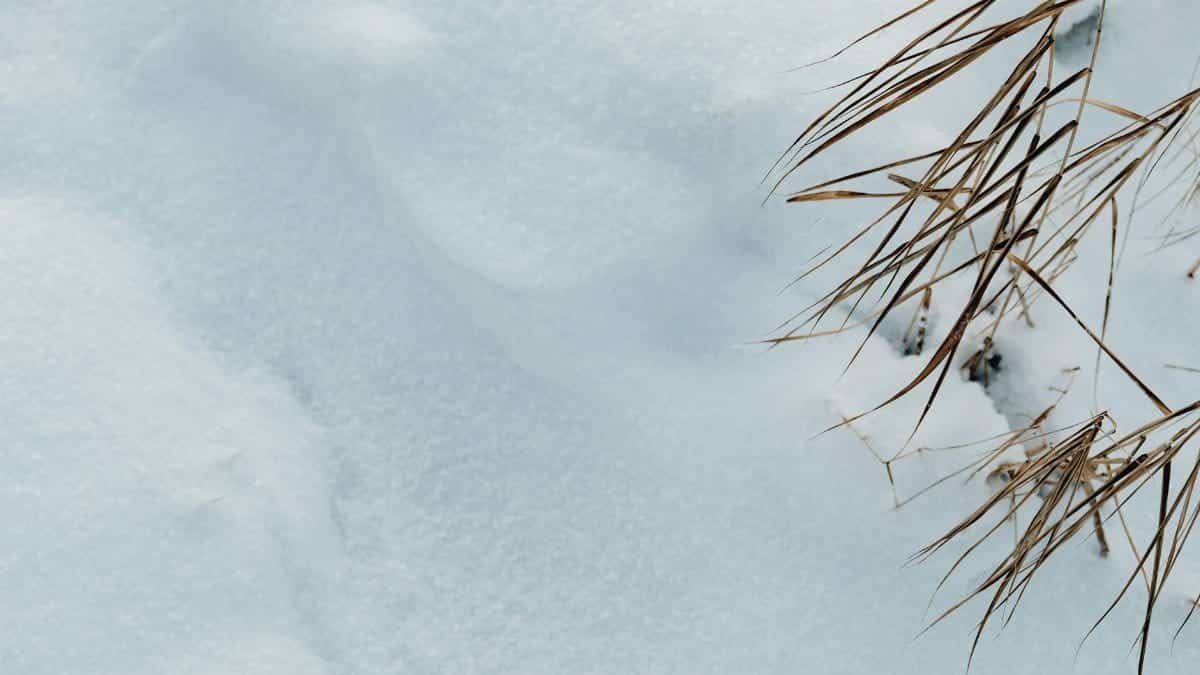 Delicate grass blades lightly covered with snow, depicting a serene winter scene.