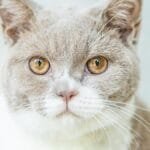 Charming gray and white cat with captivating amber eyes in a soft focus portrait.