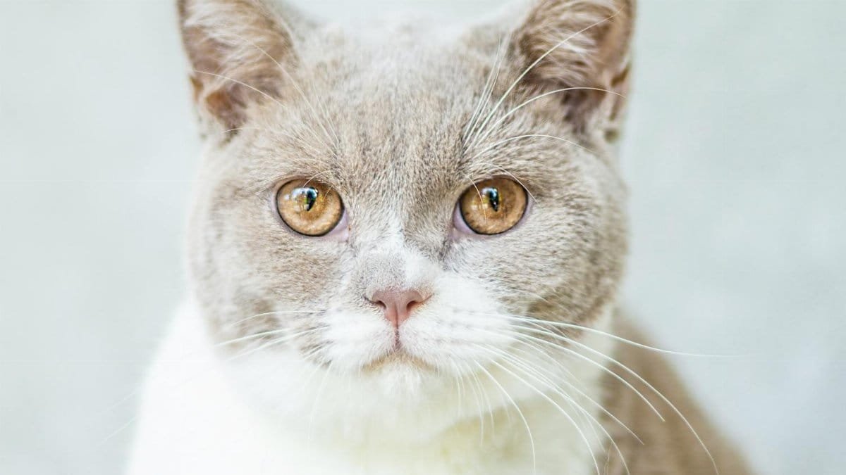 Charming gray and white cat with captivating amber eyes in a soft focus portrait.