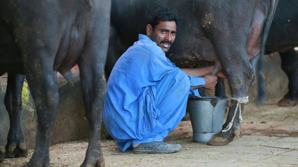 South Asian farmer squats milking a cow in Karachi, Pakistan.