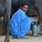 South Asian farmer squats milking a cow in Karachi, Pakistan.