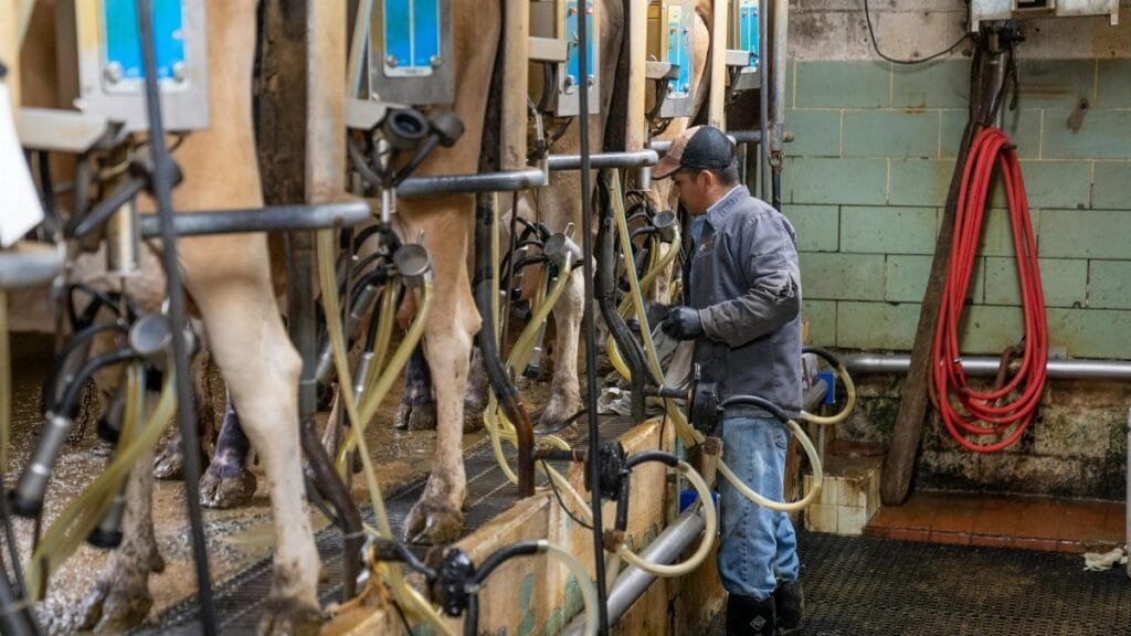 Dairy farmer managing milking machines in a barn. Professional livestock care.