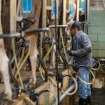 Dairy farmer managing milking machines in a barn. Professional livestock care.