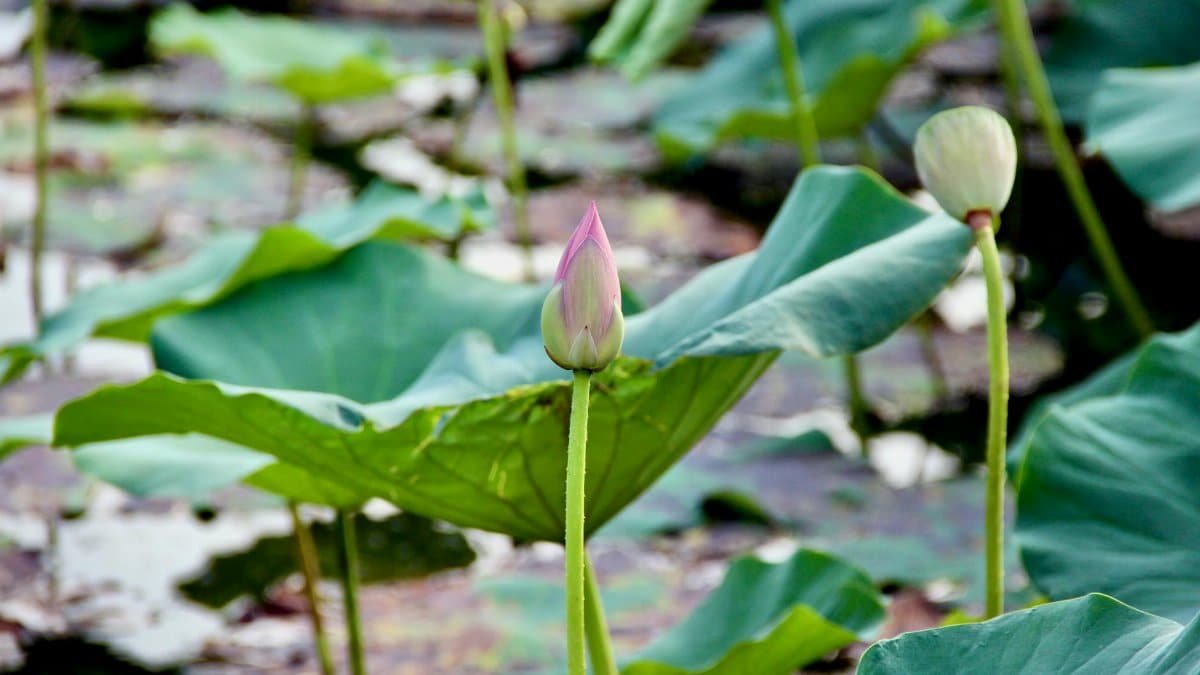 Zen as a Counterbalance