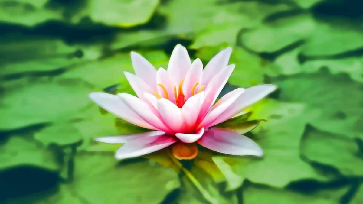 Vibrant pink water lily blooming gracefully on a lush green pond.