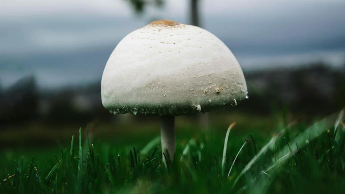 Macro shot of a single toadstool mushroom growing among lush grass with a blurred natural background.