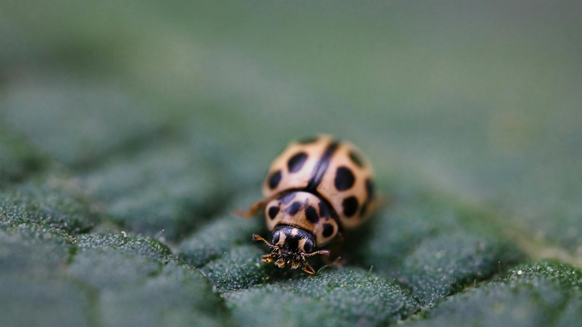 Detailed macro image of a ladybug with black spots crawling on a green leaf.