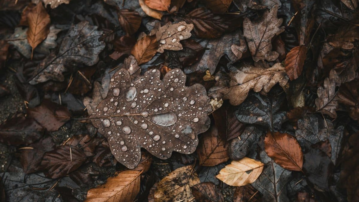 Close-up of wet autumn leaves with raindrops enhancing fall colors on the forest floor.