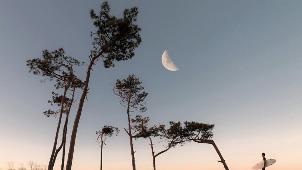 A lone surfer walks under a twilight sky with a half moon, framed by tall trees.