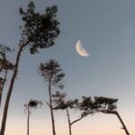 A lone surfer walks under a twilight sky with a half moon, framed by tall trees.