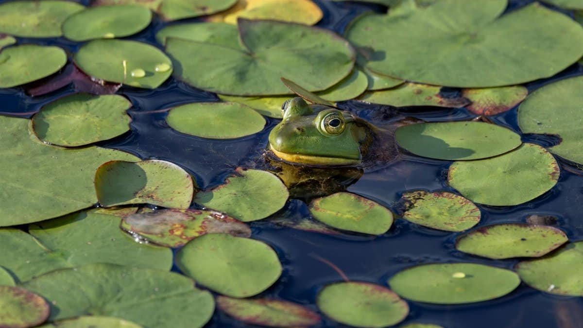 A vibrant green frog among lily pads in a pond in Princeton, Massachusetts.