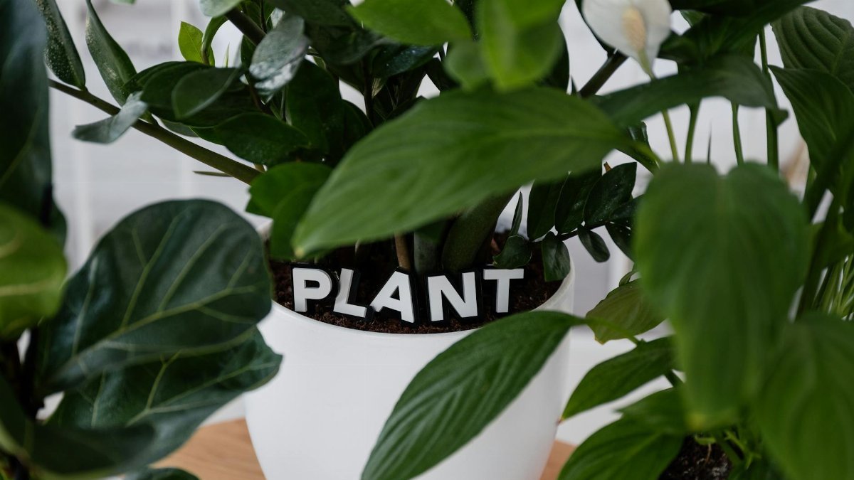 Close-up of a potted green plant labeled 'PLANT' in a modern indoor setting.