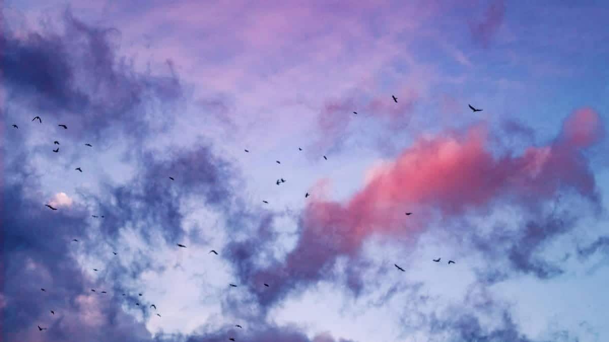 From below of many birds soaring in blue sky with colorful clouds at sunset sky in nature in evening time