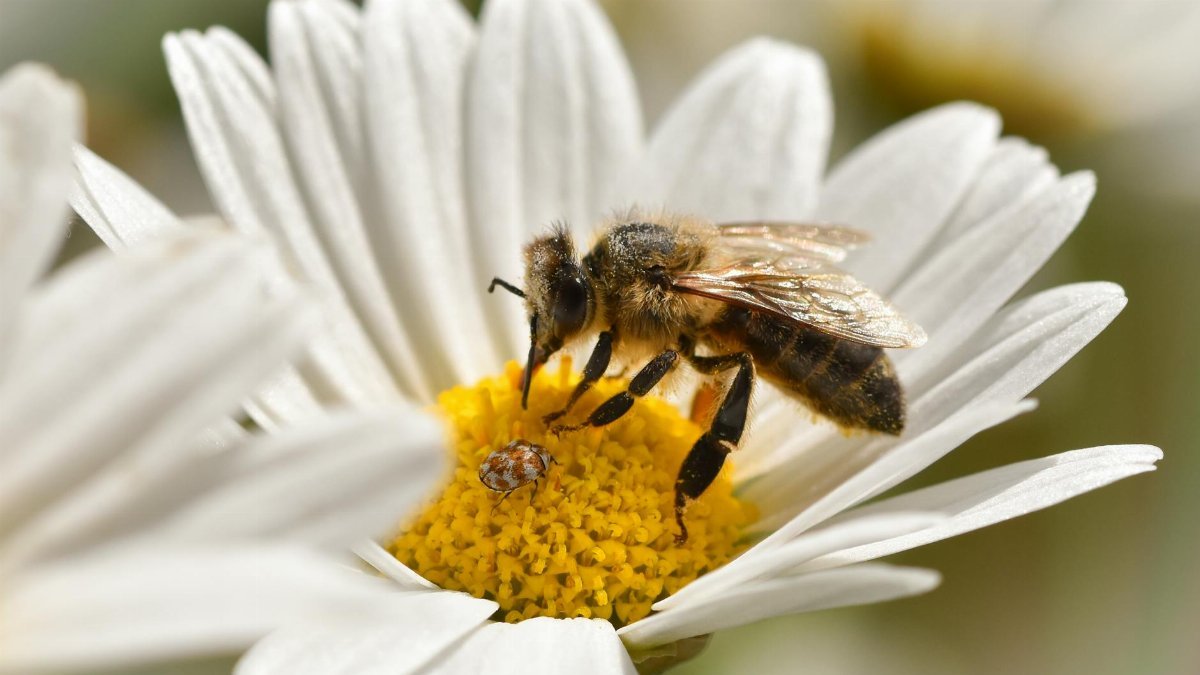 Close-up view of a honeybee collecting nectar on a daisy flower.