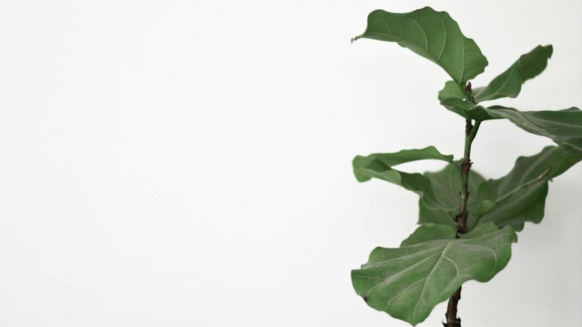 Elegant fiddle leaf fig branch photographed with a minimalistic style on a white background, perfect for modern decor.