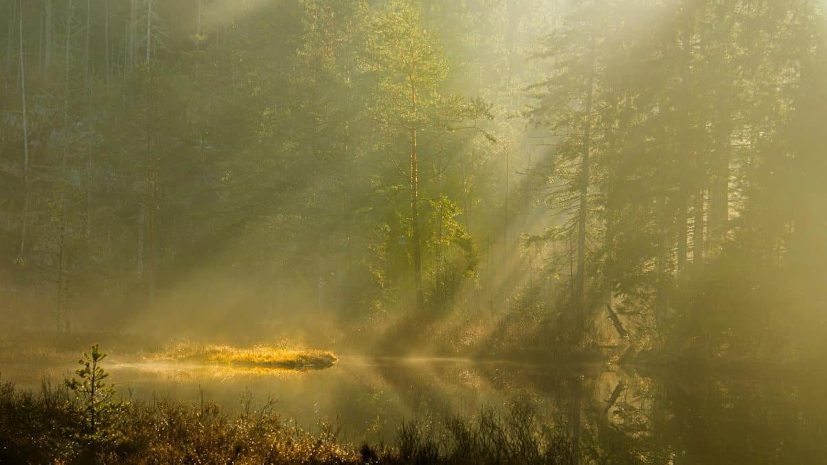 Peaceful, sunlit forest with morning mist and tranquil atmosphere.